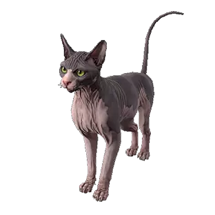 Giant Spotted Sphynx Pet
