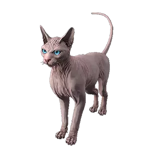Giant Sphynx Pet